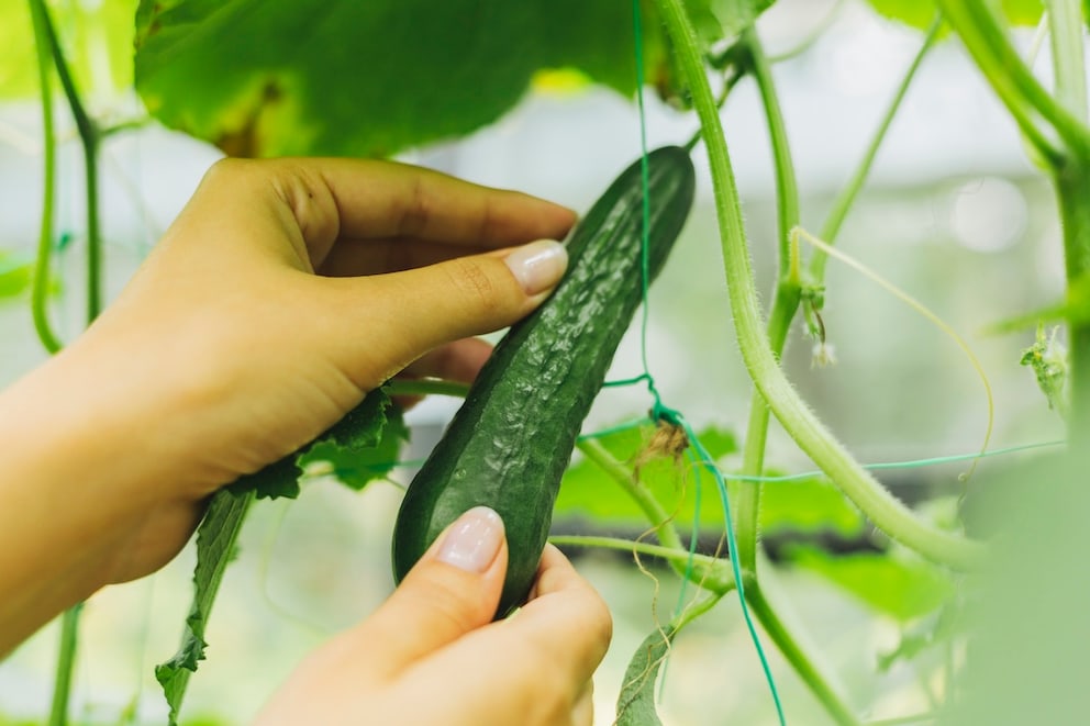 Gurken im Garten pflanzen: Standort, Boden, Pflege - myHOMEBOOK