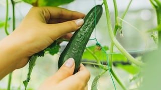 Gurken anbauen ist nicht schwer – wer aber eine ertragreiche Ernte möchte, sollte einige Tipps beherzigen