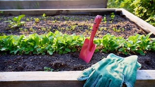 Hochbeet bepflanzen