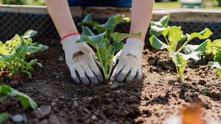 Ein Hochbeet ist ideal für Pflanzen, die viel Licht und Wärme benötigen. Es gibt jedoch auch Gemüsesorten, die man lieber in ein reguläres Beet pflanzen sollte