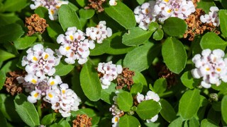 Teppichverbene ist so robust, dass man auf diesem Bodendecker sogar Fußball spielen kann