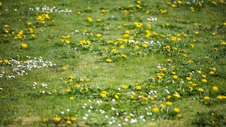 Löwenzahn gilt im Rasen als Zeigerpflanze