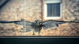 Es kommt gelegentlich vor, dass ein Vogel gegen eine Scheibe fliegt. Dann sollte man mit Bedacht handeln