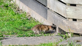 Ratten holen sich mit Vorliebe unsere Reste vom Kompost