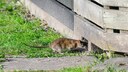 Ratten holen sich mit Vorliebe unsere Reste vom Kompost