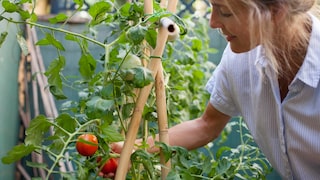 Tomaten aus dem eigenen Garten schmecken am besten! Allerdings sollten sie auch optimal wachsen. Es ist möglich, das Wachstum von Tomaten zu beschleunigen