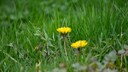 W&auml;chst L&ouml;wenzahn auf der Rasenfl&auml;che im Garten, ist ein Unkrautstecher besonders effektiv, um die Pflanze zu entfernen