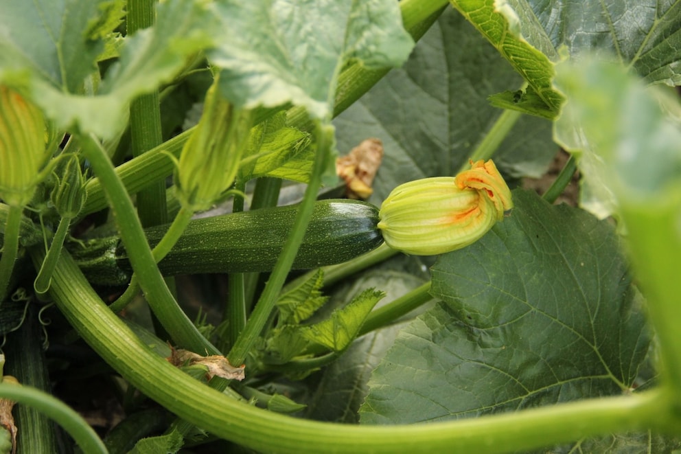 9 typische Fehler beim Anpflanzen von Zucchini im Garten - myHOMEBOOK