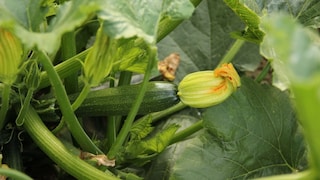 Fehler Anpflanzen Zucchini