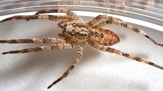 Die Nosferatu-Spinne breitet sich immer weiter in Deutschland aus. Sie ist giftig, aber nicht gefährlich.