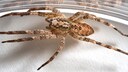Die Nosferatu-Spinne breitet sich immer weiter in Deutschland aus. Sie ist giftig, aber nicht gef&auml;hrlich.
