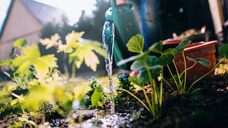 Gerade für Anfänger kann es schwierig sein, sich in die Gartenarbeit einzufinden