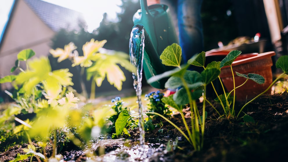 Gerade für Anfänger kann es schwierig sein, sich in die Gartenarbeit einzufinden