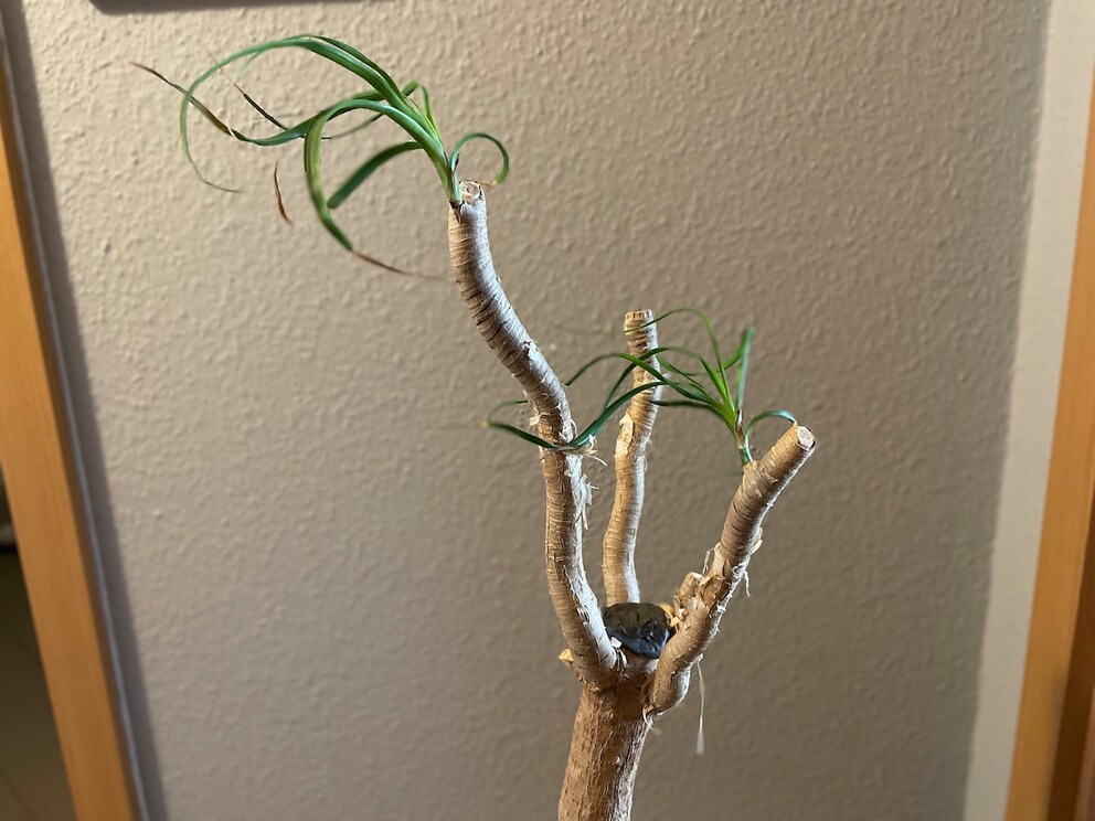 After the trim, it took half a year for the first leaves to regrow