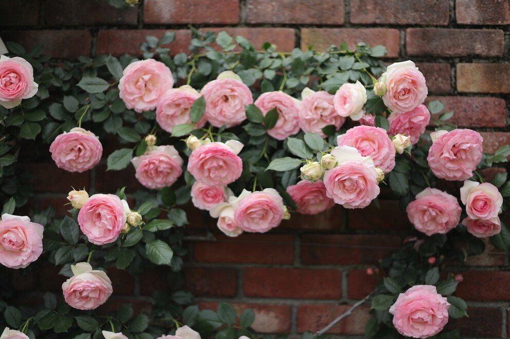 The lush, often fragrant blooms of the climbing rose have symbolized romance and deep affection for centuries