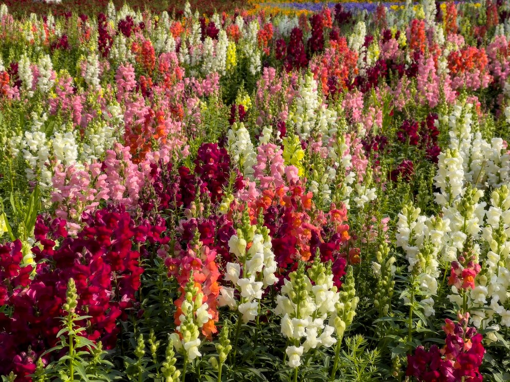Upright flower spikes in delicate to vibrant colors add playful, vertical accents to the garden