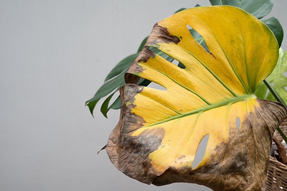 philodendron dragon tail mature Philodendron 