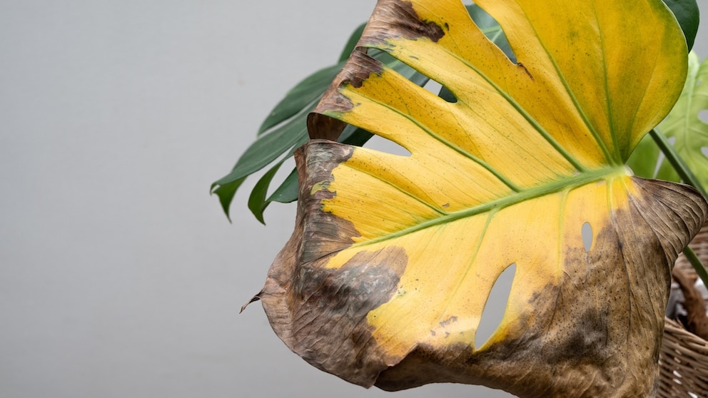 Pflegefehler führen zu Verfärbungen an den Blättern der Monstera