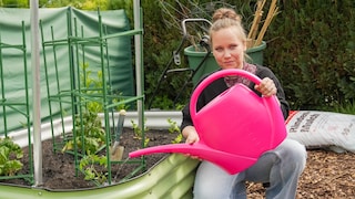 Schon beim Auspflanzen von Tomaten sollte man auf eine Stütze achten, damit man später die Wurzeln nicht verletzt