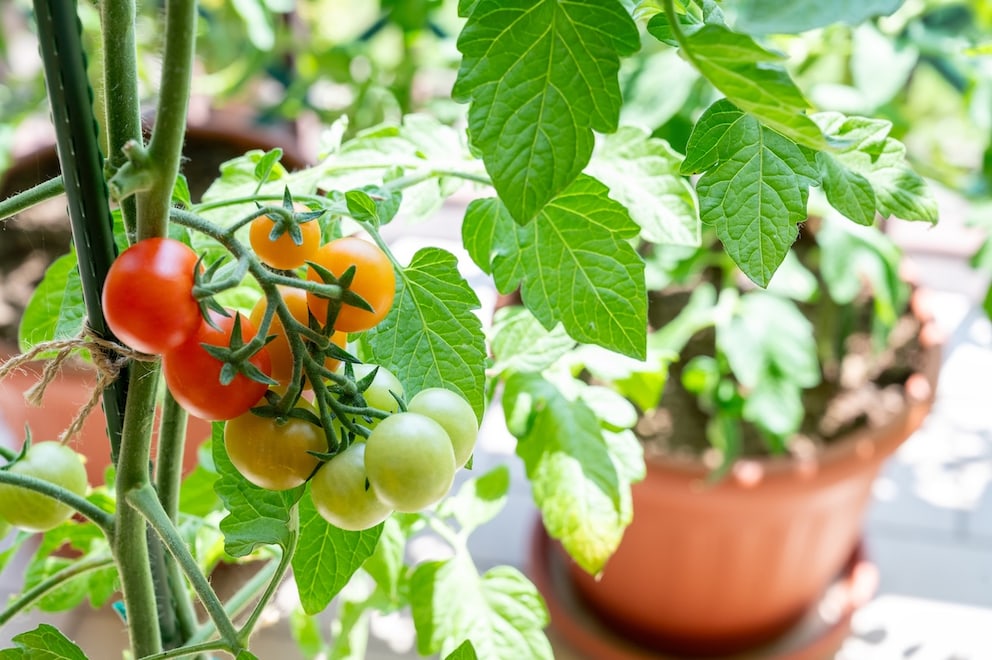 Diese 6 Fehler schaden Tomaten auf dem Balkon besonders