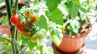 Tomaten lassen sich auch wunderbar auf dem Balkon anbauen, ein paar Dinge sollte man aber beachten.