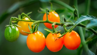 Tomaten aus dem Garten haben eine bessere Qualität als gekaufte, wenn man beim Anbau alles richtig macht