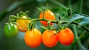 Tomaten aus dem Garten haben eine bessere Qualit&auml;t als gekaufte, wenn man beim Anbau alles richtig macht