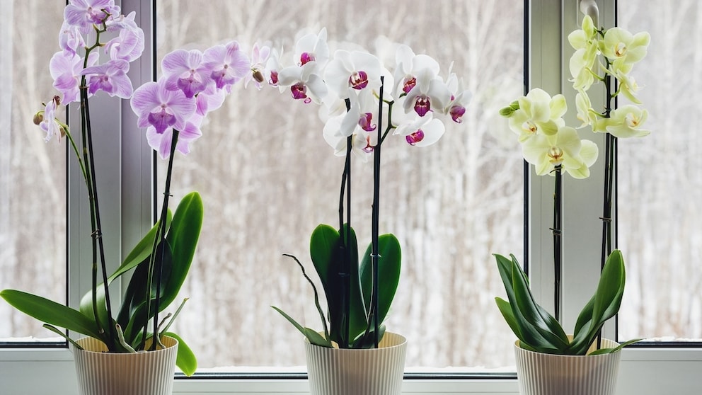 Orchidee blüht nicht