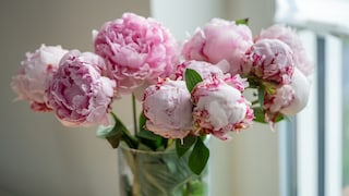 Blühende Pfingstrosen sind auch in der Vase echte Hingucker