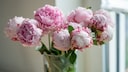 Bl&uuml;hende Pfingstrosen sind auch in der Vase echte Hingucker