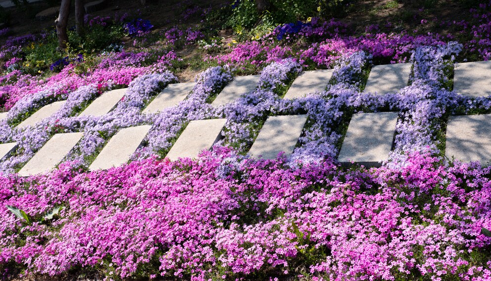 As a flowering ground cover, phlox brings color to the bed with an almost picturesque lightness
