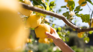 Zitruspflanzen können phototoxische Reaktionen auslösen