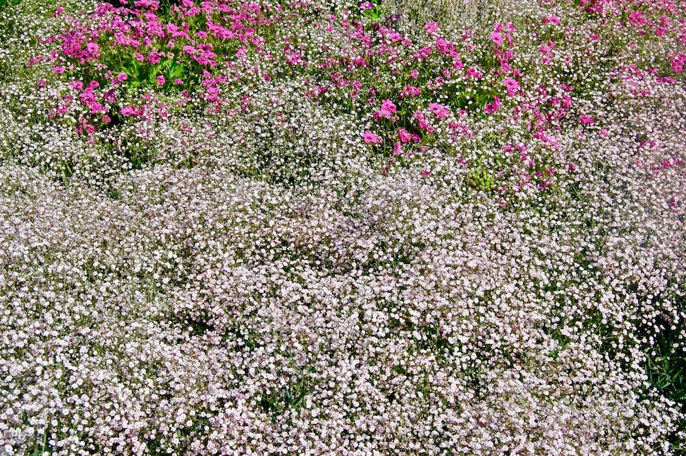 Schleierkraut wird wie ein feiner, schwebender Bl&uuml;tenschleier und verleiht dem Garten eine luftige, fast m&auml;rchenhafte Note