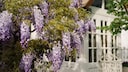 Im Fr&uuml;hjahr tr&auml;gt Blauregen blau-violette Bl&uuml;tenst&auml;nde, die Haus und Garten einen m&auml;rchenhaften Touch verleihen