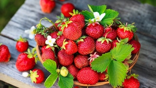 Reife Erdbeeren erkennt man an einer intensiven Farbe und einem süßen Aroma