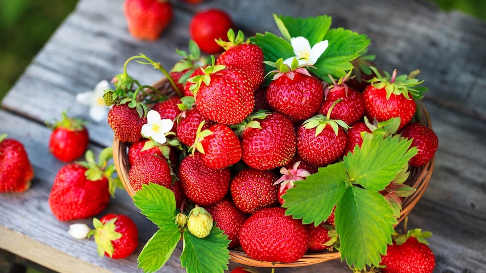 Reife Erdbeeren erkennt man an einer intensiven Farbe und einem süßen Aroma