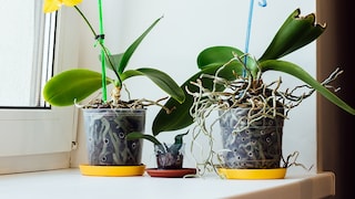 Die Luftwurzeln von Orchideen sind nicht besonders ansehnlich. Aber darf man sie einfach abschneiden?