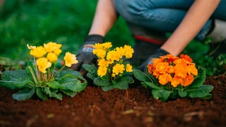 Sollte man Blumen durchaus im Gemüsebeet pflanzen oder steckt dahinter ein No-Go?