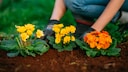 Sollte man Blumen durchaus im Gem&uuml;sebeet pflanzen oder steckt dahinter ein No-Go?