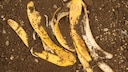 Bananenschalen enthalten viele N&auml;hrstoffe, aber k&ouml;nnen sie deshalb auch als D&uuml;nger genutzt werden?
