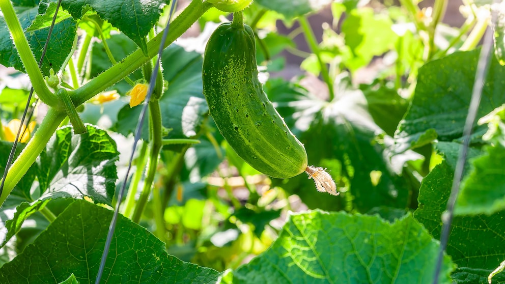 Welche Pflanzen können guten Gewissens neben Gurken ins Beet gesetzt werden und bei welchen ist das keine gute Idee?