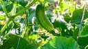 Welche Pflanzen k&ouml;nnen guten Gewissens neben Gurken ins Beet gesetzt werden und bei welchen ist das keine gute Idee?