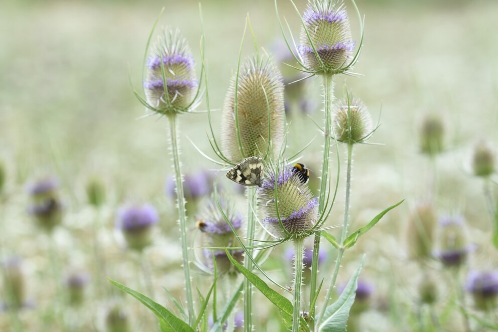 Natural insect waterers