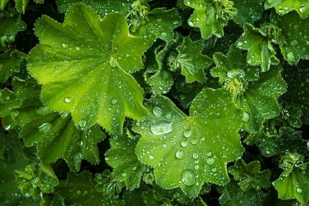 Natural insect waterers