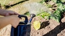 Bitte nicht von oben. Zucchinibl&auml;tter sollten bei Gie&szlig;en nicht nass werden.