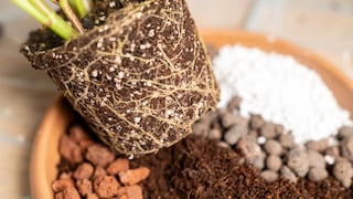 Perlite, Vermiculite und Zeolith zählen zu den Bodenverbesserern