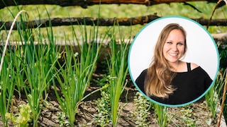 Zwiebeln sind lecker und einfach anzubauen, mir kommt trotzdem kein Beet in den Garten