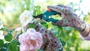 Gartenscheren Test