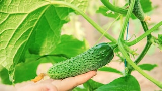 Damit die Gurken im Garten große Früchte tragen, kann man sie mit Milch düngen
