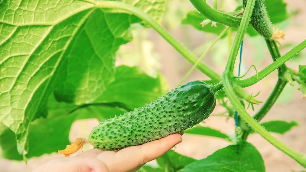 Damit die Gurken im Garten große Früchte tragen, kann man sie mit Milch düngen